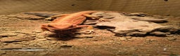 Bearded Dragon reptiles for sale: Red bearded dragon - Advert 2