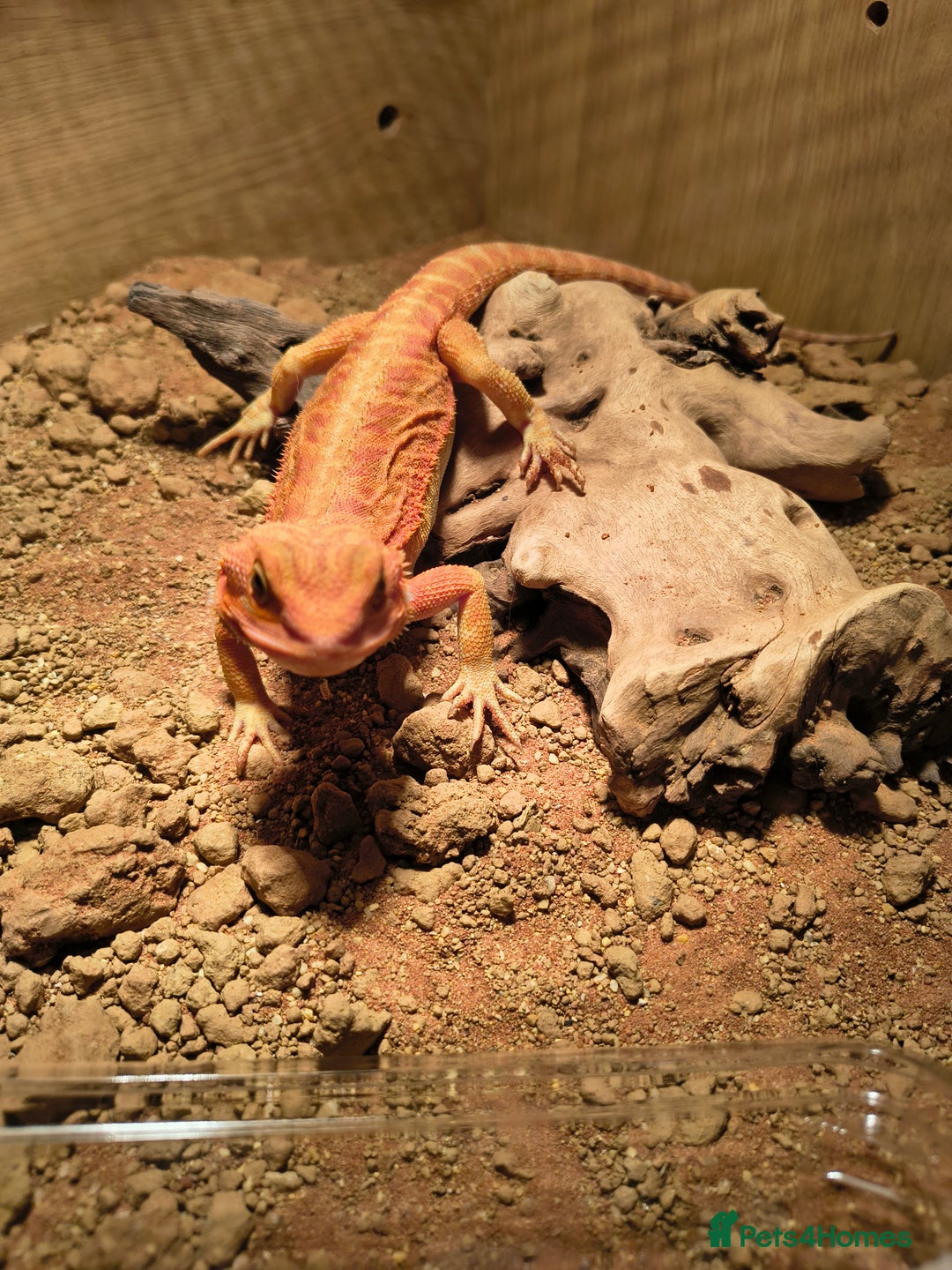 Bearded Dragon reptiles for sale: Red bearded dragon - Advert 2