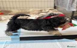Miniature Schnauzer dogs for sale: Beautiful boy looking for his home !  - Image 8