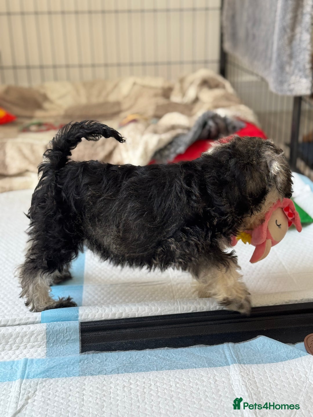 Miniature Schnauzer dogs for sale: Beautiful boy looking for his home !  - Image 8
