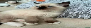Ragdoll 4