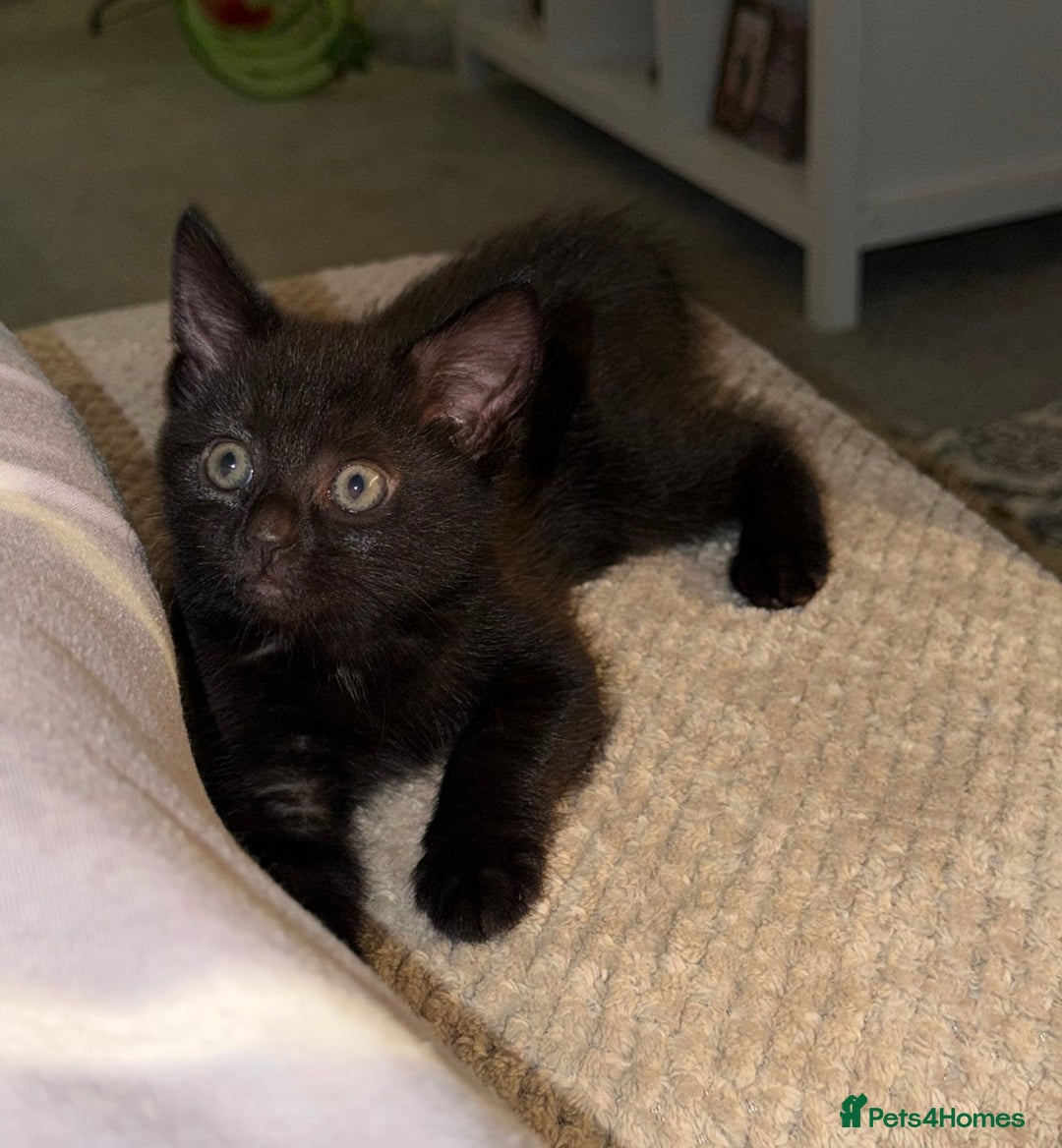 Mixed Breed cats for sale: The Trio - Advert 3