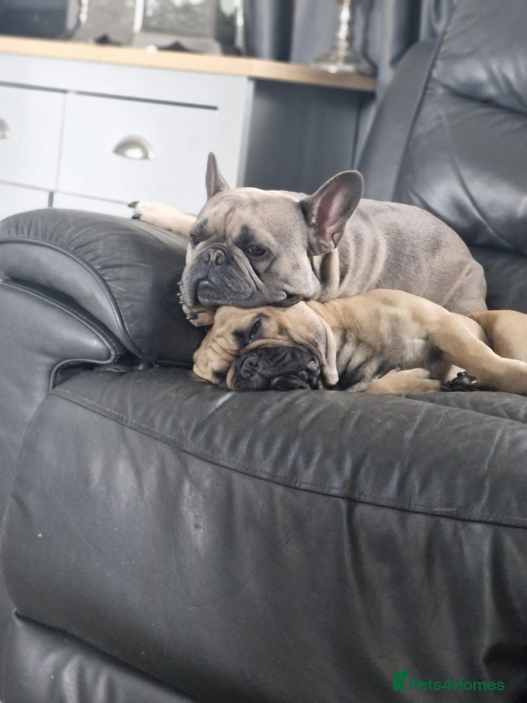 French Bulldog dogs for sale: Frank&fred - Image 3