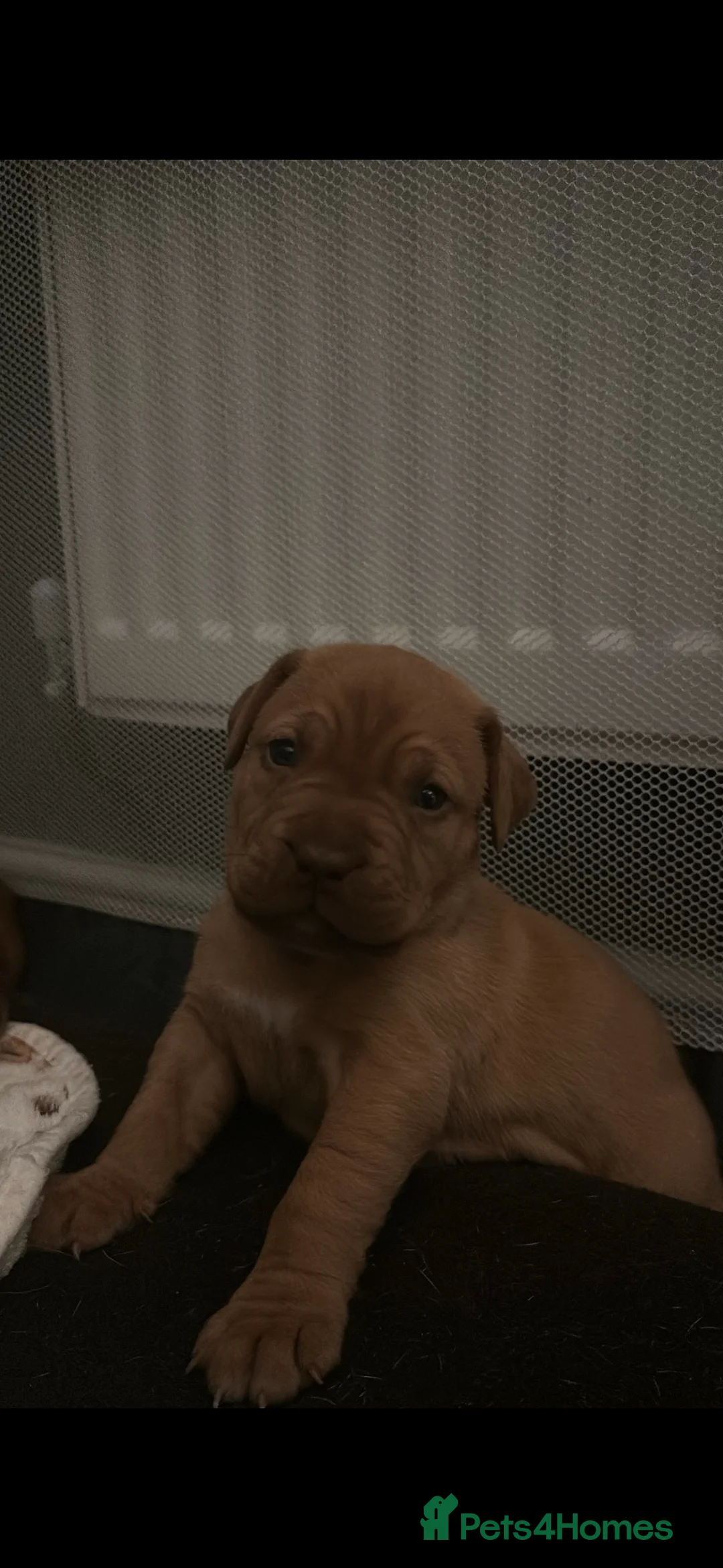 Dogue De Bordeaux dogs for sale: CHAMPION BLOODLINE chunky Dogue de Bordeaux Pup - Advert 13