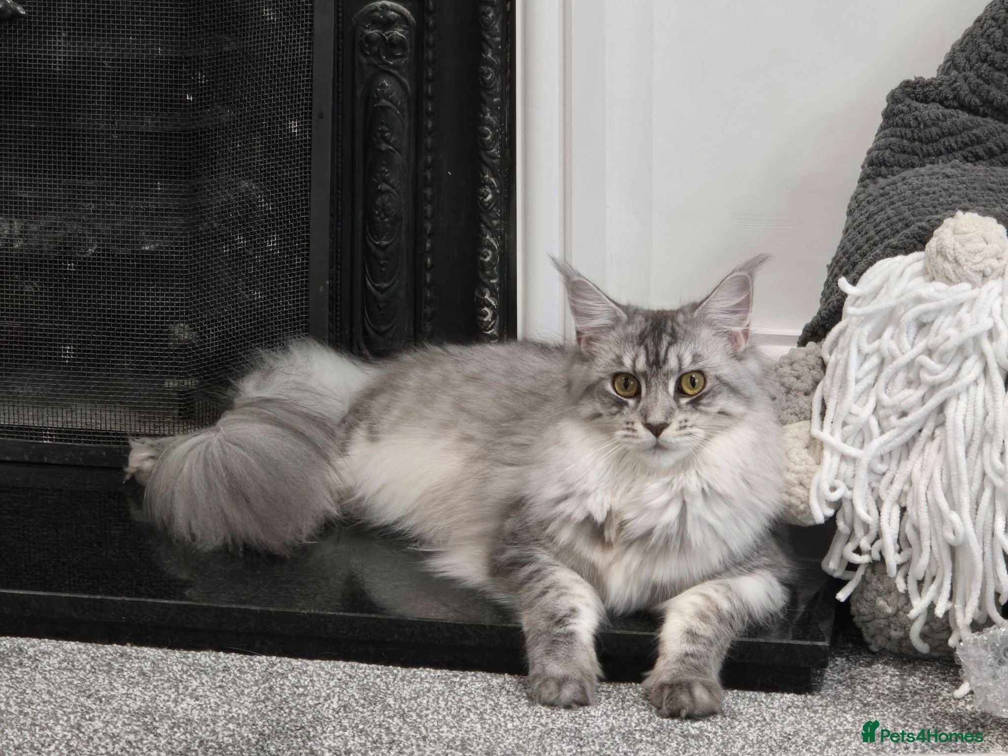 Maine Coon cats Nymeria - Advert 1