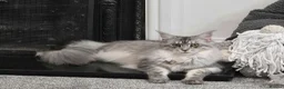 Maine Coon cats for sale: Nymeria - Advert 3