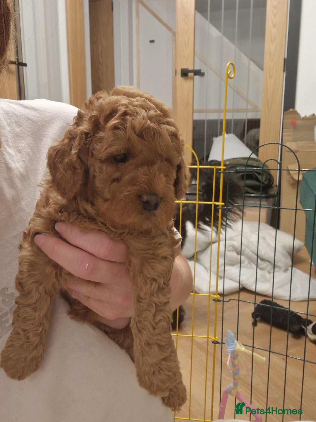Cockapoo dogs for sale: Cockapoo F1B puppies.  - Image 5