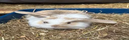 Mini Lop rabbits for sale: Beautiful coloured mini lops - Advert 12
