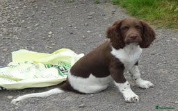 English Springer Spaniel dogs for sale: Two Gorgeous Boy English Springer Spaniel Puppies  - Image 14