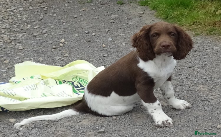 English Springer Spaniel dogs - Advert 3