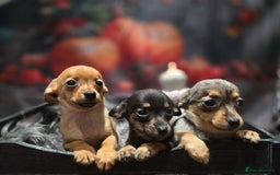 Mixed Breed dogs for sale: Pomweenies 💕💕 - Image 7