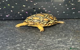 Tortoise reptiles for sale: Tortoise African Leopard  - Image 9