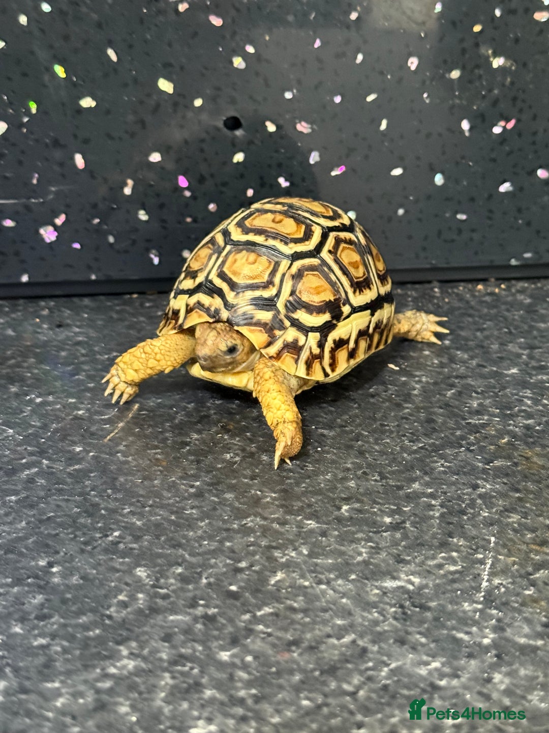 Tortoise reptiles for sale: Tortoise African Leopard  - Image 9