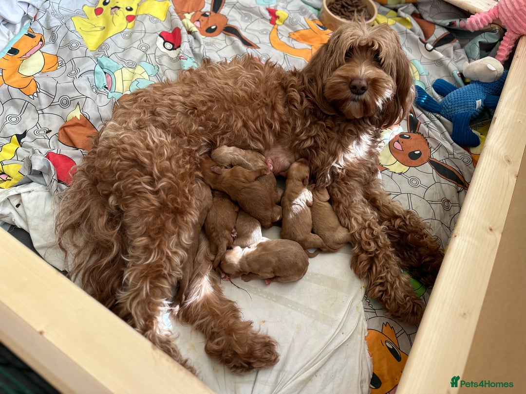 Australian Labradoodle dogs for sale: Couscous' Next Multigen ALD Litter Planned! - Advert 3