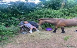 Dartmoor horses for sale: Edie  - Image 8