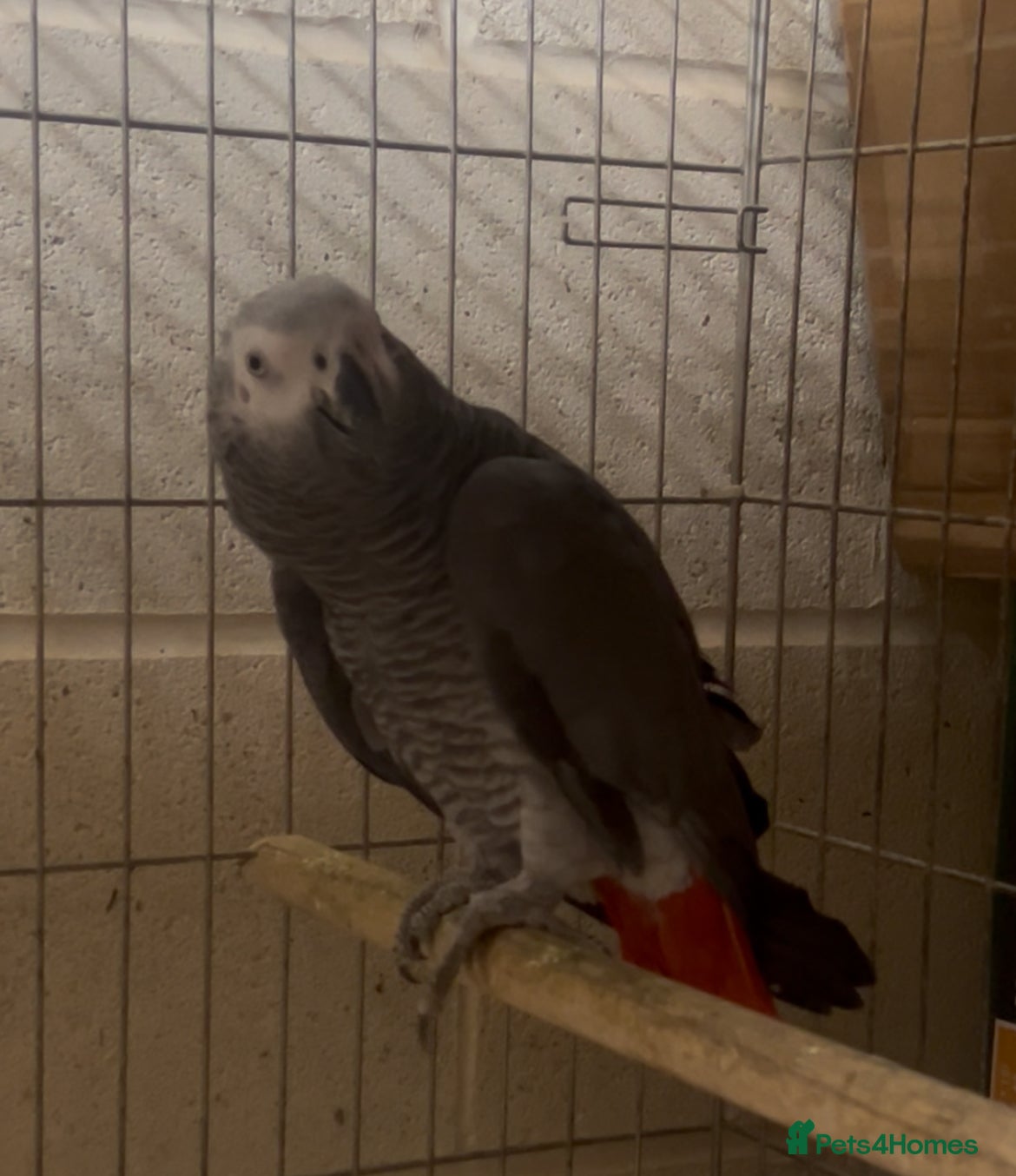 Parrots birds proven pair of African grey parrots,  - Advert 1