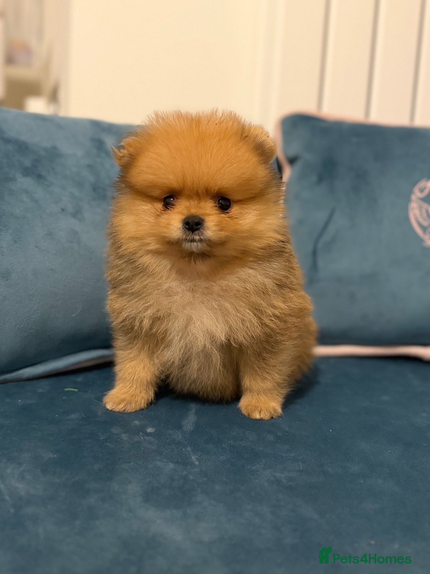 Pomeranian dogs Champion Line small size  - Advert 2