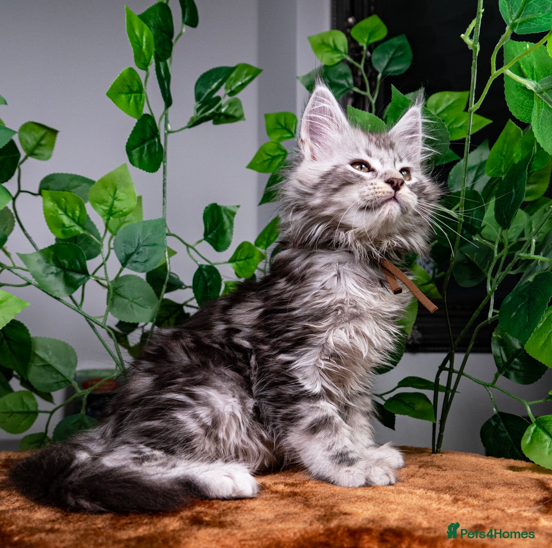 Maine Coon cats for sale: 8 STUNNING PEDIGREE TICA REG MAINE COON KITTENS - Advert 27