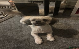 Shih Tzu dogs for sale: Bear 🐻  - Image 19