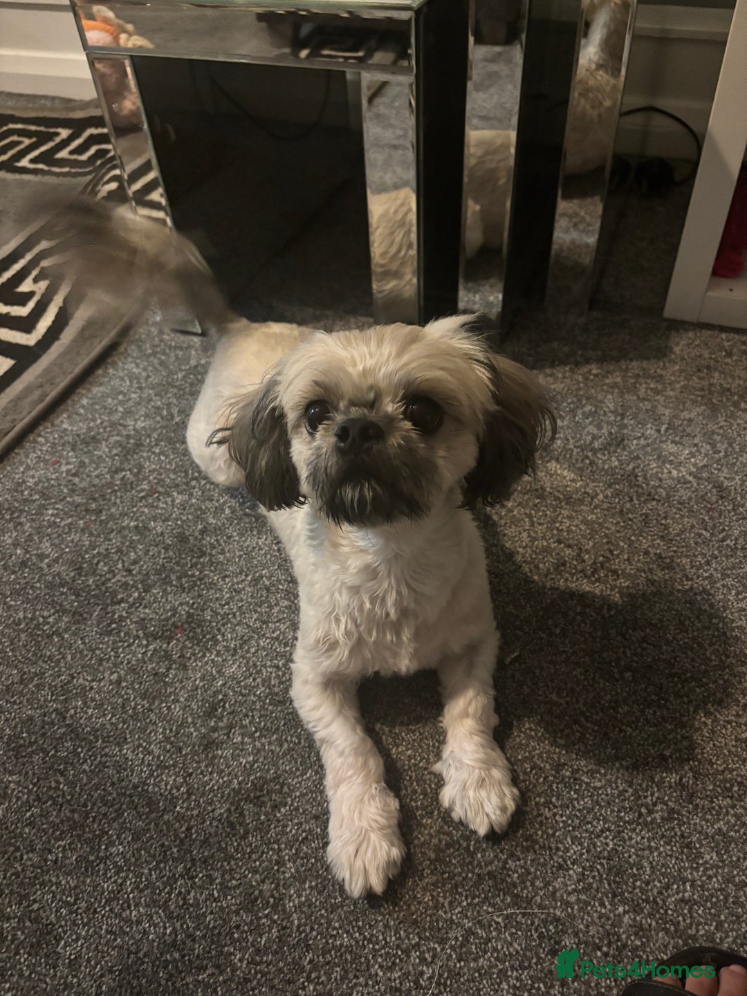 Shih Tzu dogs for sale: Bear 🐻  - Image 19