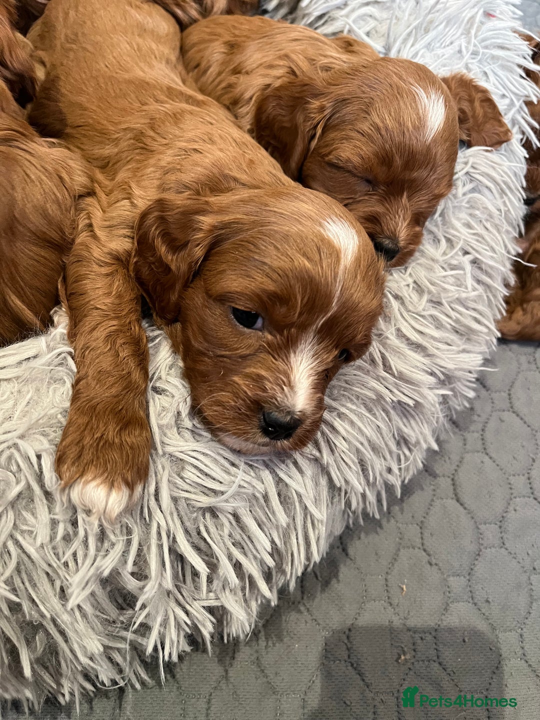 Cavapoo dogs for sale: Merlesque ⭐️⭐️⭐️⭐️⭐️F1 Cavapoos 200 DNA - Image 25