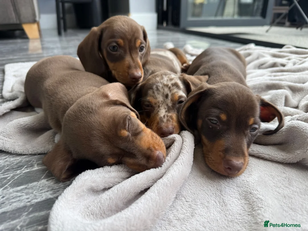 Miniature Dachshund dogs for sale: Stunning true mini kc dachshund puppies  - Advert 10