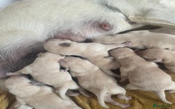 Labrador Retriever dogs for sale: Beautiful Andrex Labrador Puppy’s  - Image 14