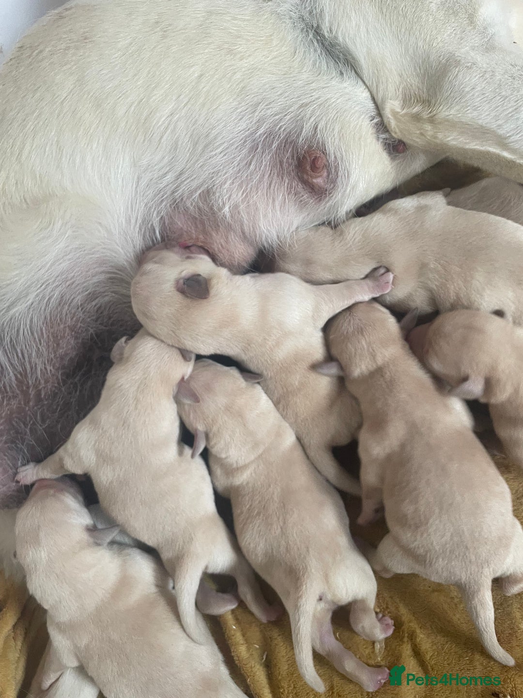 Labrador Retriever dogs for sale: Beautiful Andrex Labrador Puppy’s  - Image 14