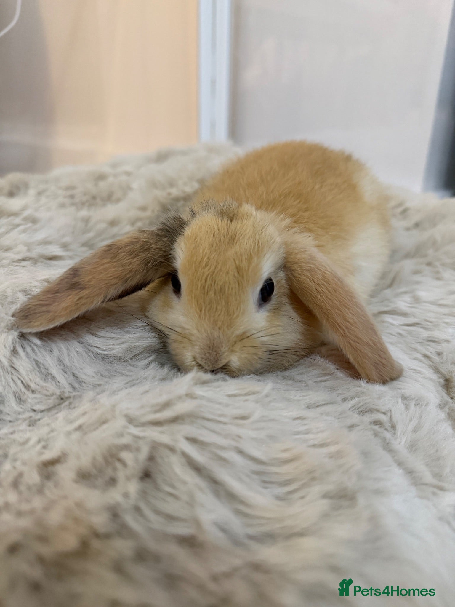 Mini Lop rabbits Mini Lop Doe  - Advert 1