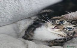 Maine Coon cats for sale: Maine X - Image 5