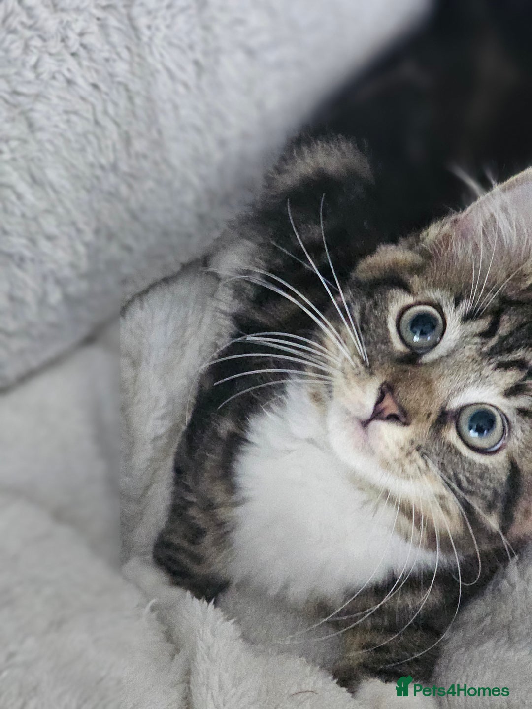 Maine Coon cats for sale: Maine X - Image 5