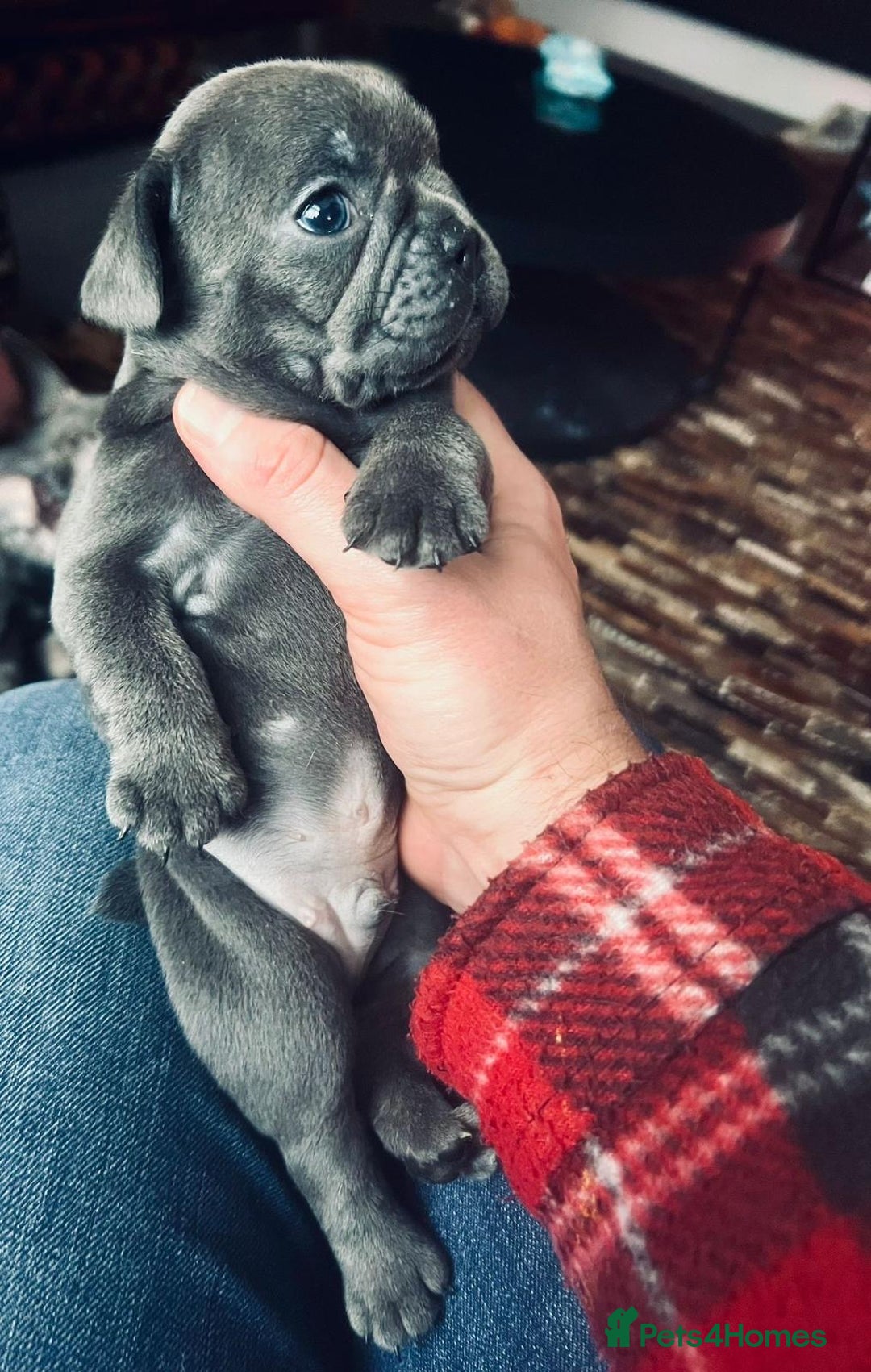 French Bulldog dogs for sale: French Bulldog Puppies for sale - Advert 2