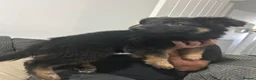 German Shepherd dogs for sale: Female German shepherd  - Advert 3