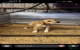 Lurcher dogs for sale: Lurcher pups available  - Image 3