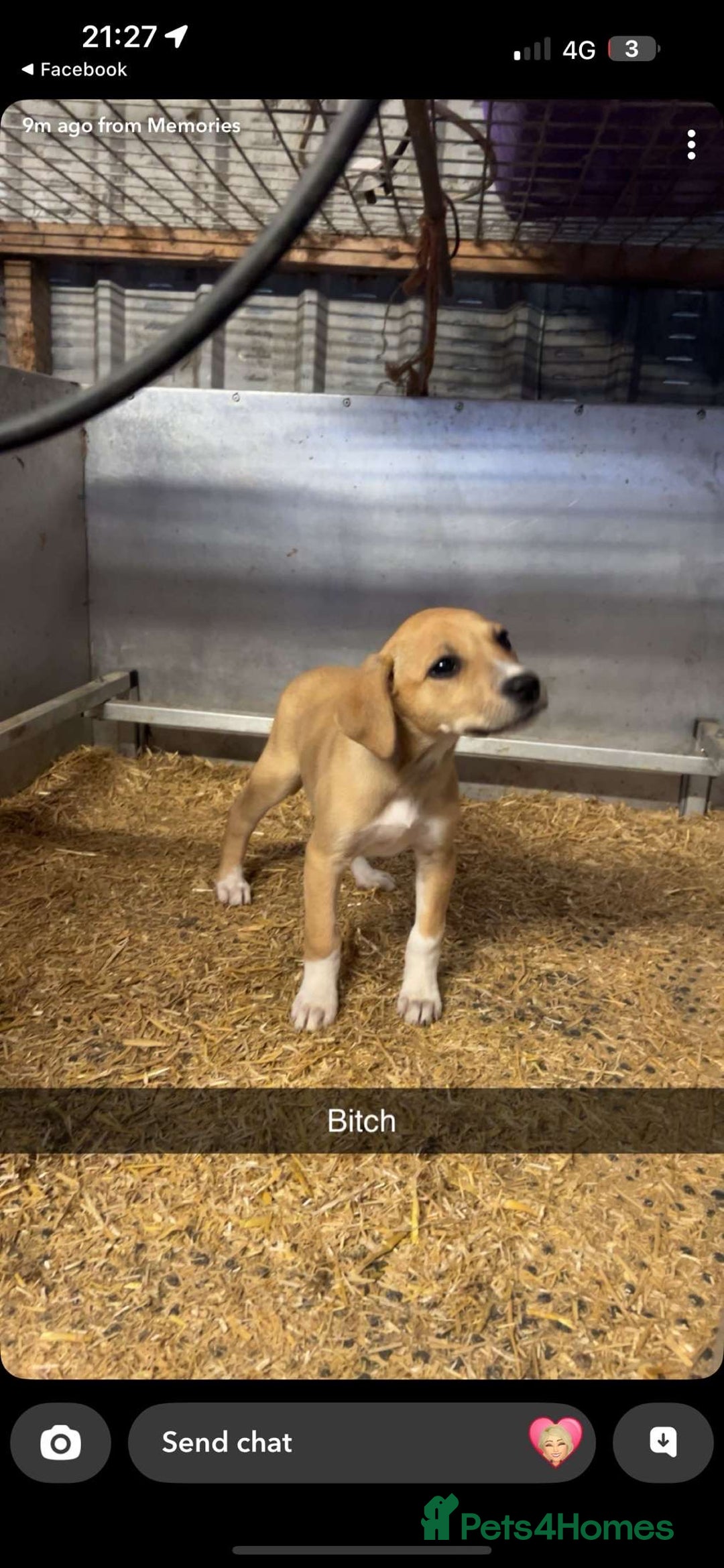 Lurcher dogs for sale: Lurcher pups available  - Image 3
