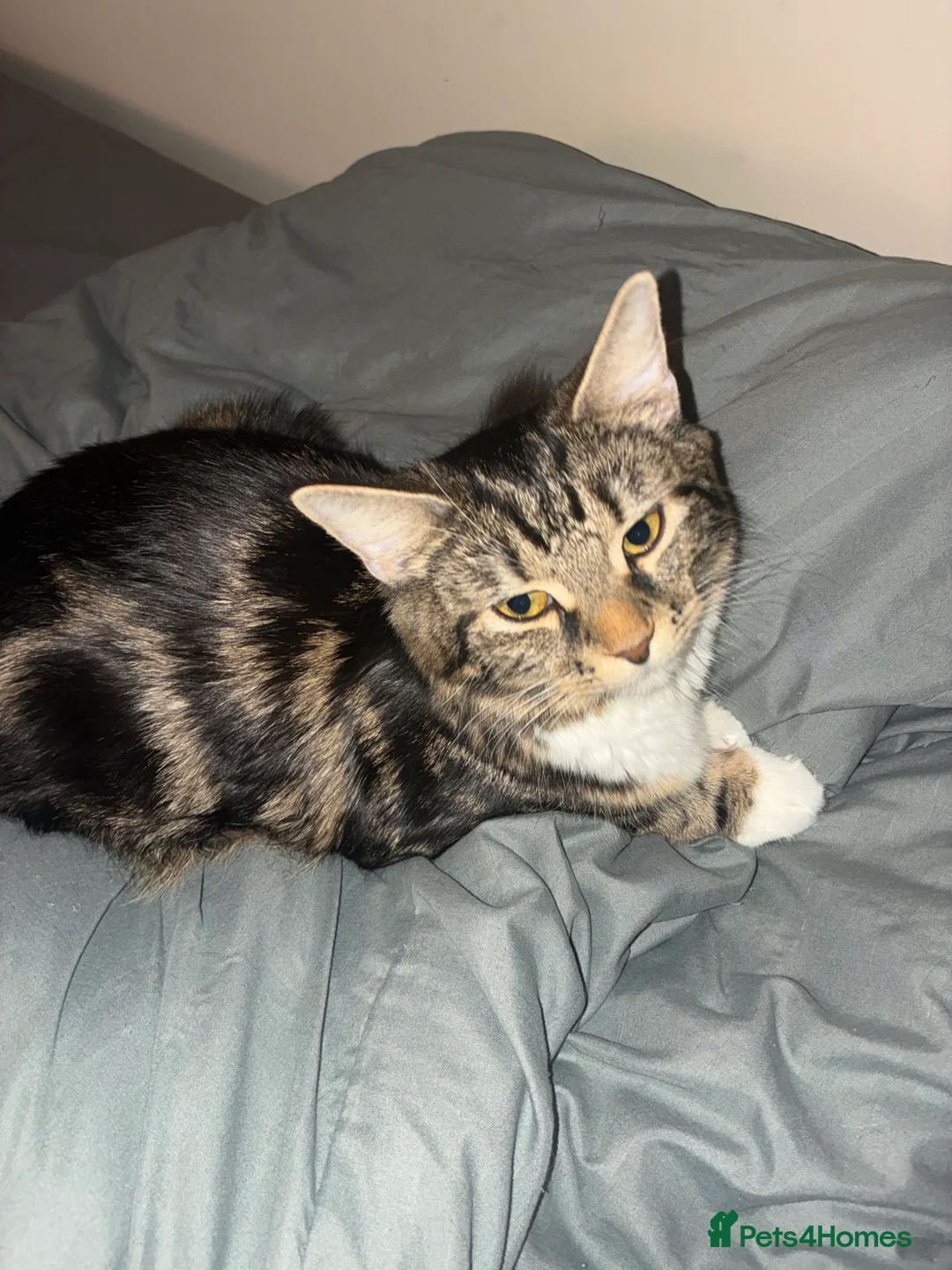 Mixed Breed cats for sale: two domestic kittens - Advert 8