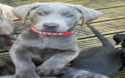 Labrador Retriever dogs for sale: Stunning Labrador puppies for sale  in Lostwithiel - Image 20