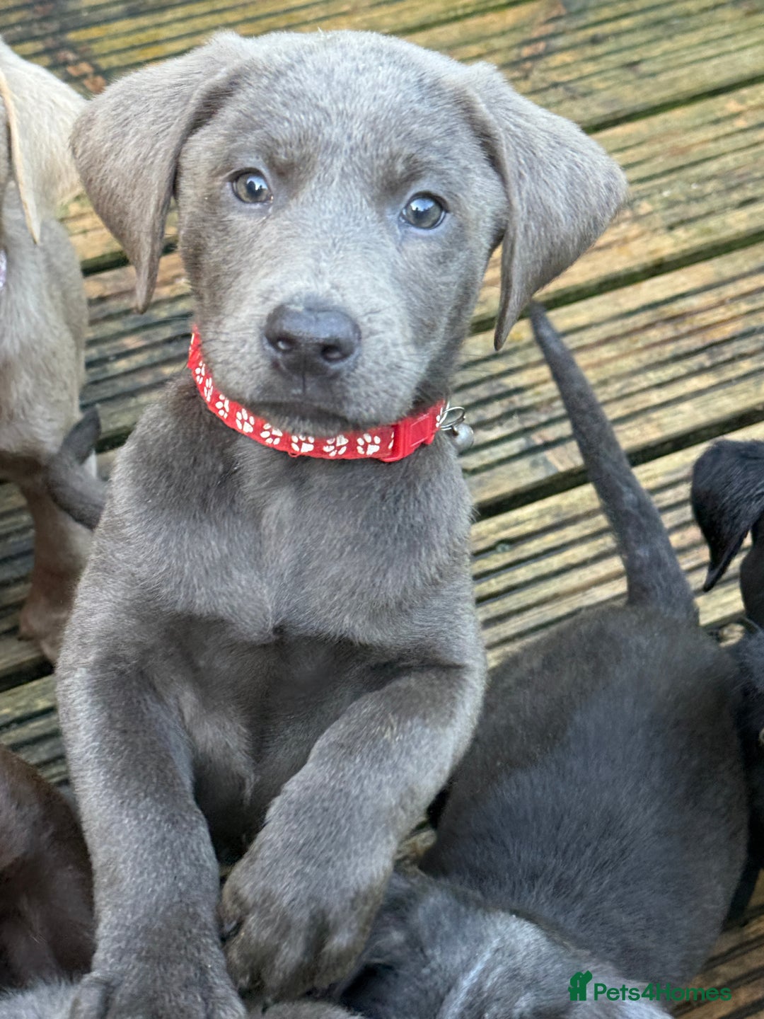 Labrador Retriever dogs for sale: Stunning Labrador puppies for sale  in Lostwithiel - Image 20