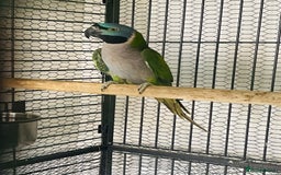 Parakeets birds for sale: Lord Derbyan Parrot for sale.👍QUICK SALE 👍 - Image 3
