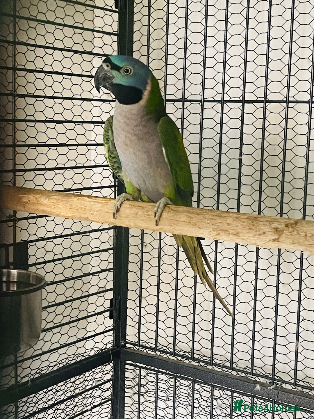 Parakeets birds for sale: Lord Derbyan Parrot for sale.👍QUICK SALE 👍 - Image 3