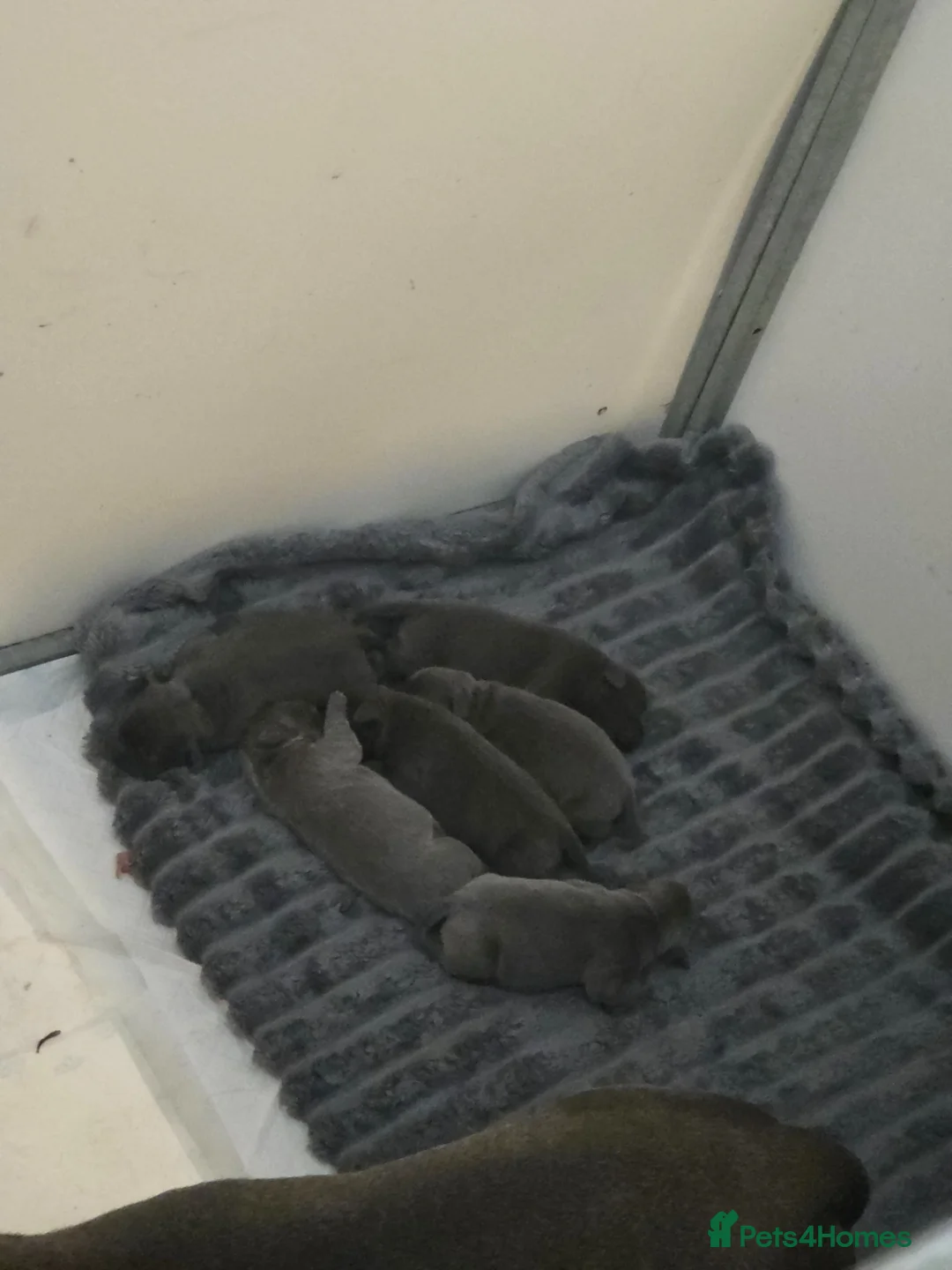 Staffordshire Bull Terrier dogs for sale: ROYAL REGIMENT GIRLS KC REGISTERED - Advert 2