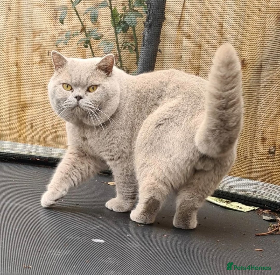 British Shorthair cats for sale: BSH lilac boys and girls, GCCF registered  - Image 16