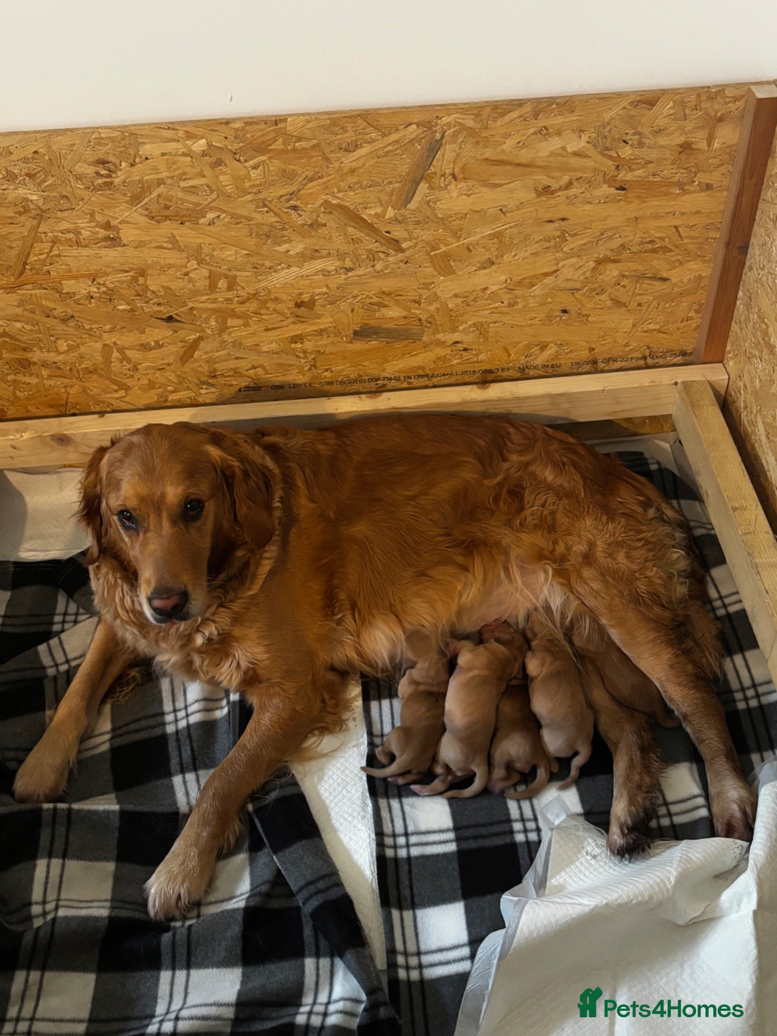 Golden Retriever dogs Only two boys left!! - Advert 17