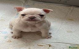 French Bulldog dogs for sale: French bulldog puppies  - Image 3