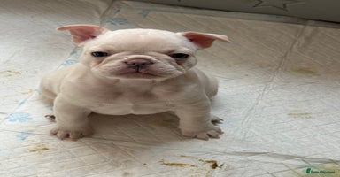 French Bulldog dogs - Advert 4