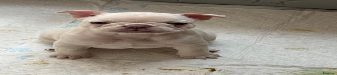 French Bulldog Puppy 1