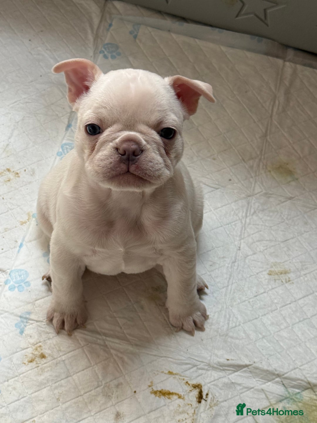 French Bulldog dogs for sale: French bulldog puppies  - Image 3