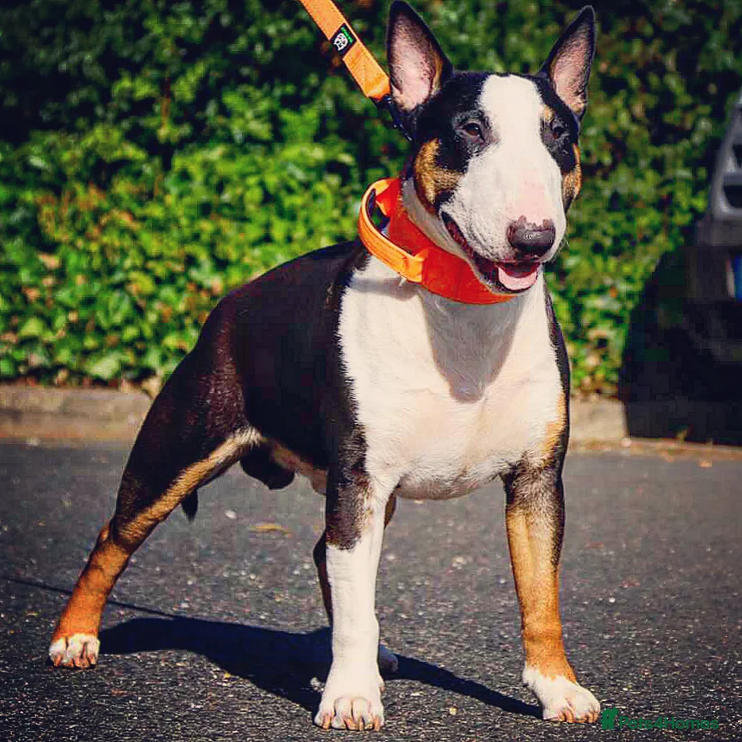 English Bull Terrier dogs for stud: FULL HEATH CHECKED QUALITY STUD 🥇 in Newport Pagnell - Advert 5