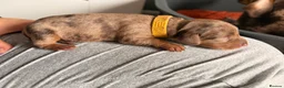 Dachshund dogs for sale: Mini dachshunds  - Advert 13