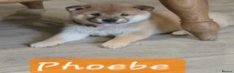Japanese Shiba Inu dogs for sale: Stunning little Shibas - Advert 24
